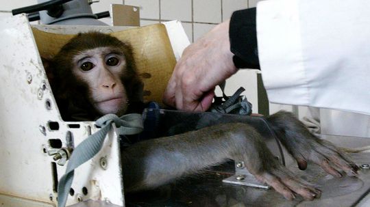 How Animal Testing Works