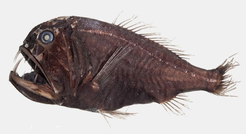 The Deep-ocean Anglerfish Catches Prey With the Lure on Its Head