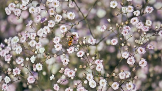 Annual Baby's Breath