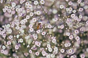 Annual Baby's Breath Pink Seeds