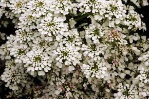 Annual candytuft, adepending on the variety. See more pictures of annual flowers.