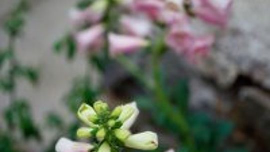 年度毛地黄＂width=