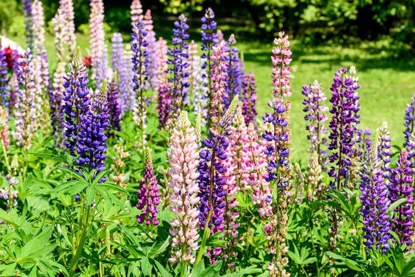Name That Annual Flower Quiz HowStuffWorks