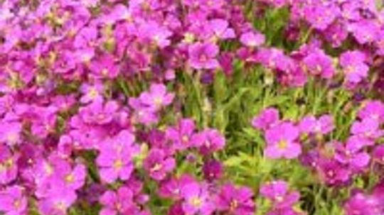 一年一度的夹竹桃，德州骄傲＂width=