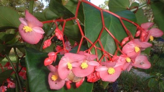 一年生植物的平均土壤”border=