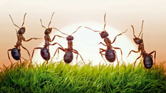 Types of Ants