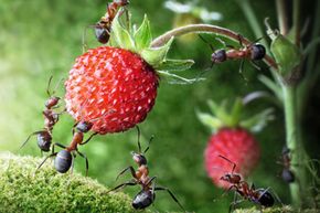 Ants eating a strawberry off the plant.