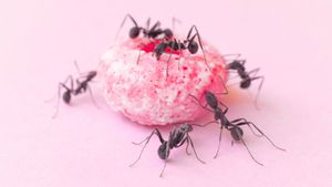 ant on doughnut
