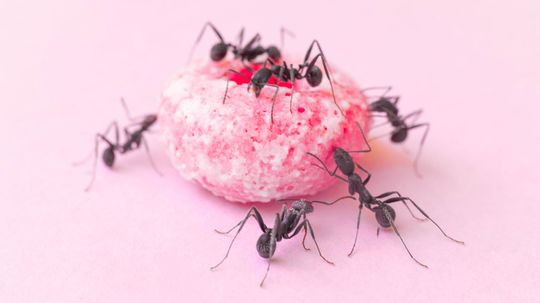 How to Get Rid of Ants