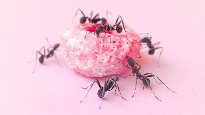 ant on doughnut