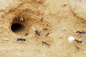 ant nest