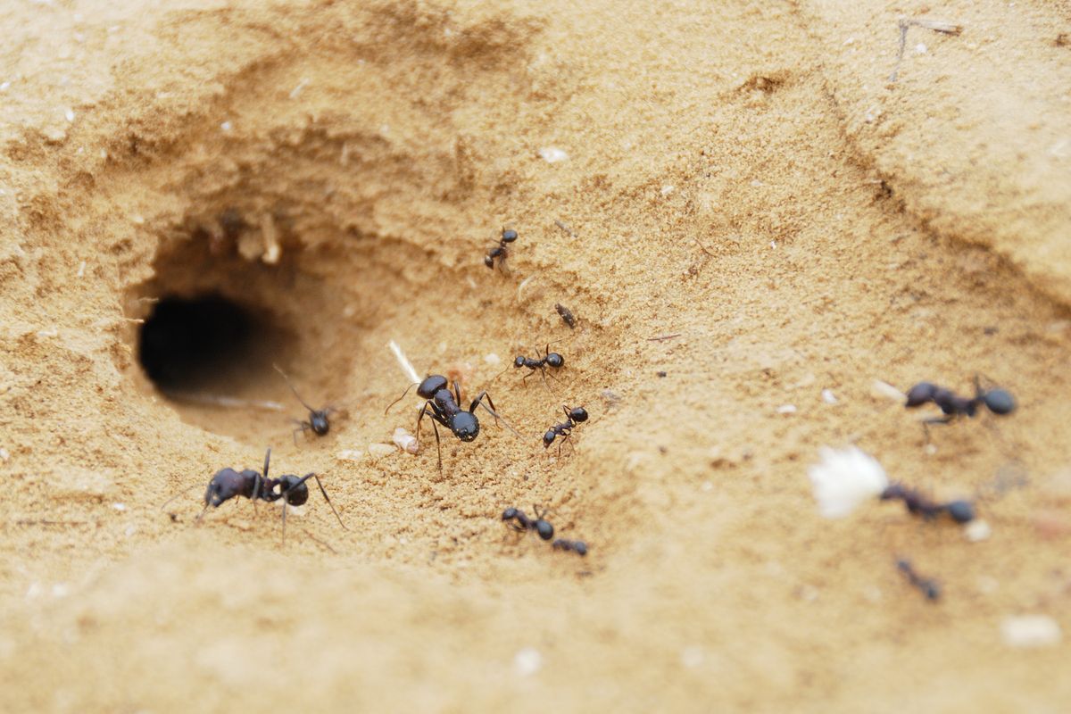 common-locations-for-ant-nests-howstuffworks