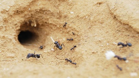 Common Locations for Ant Nests