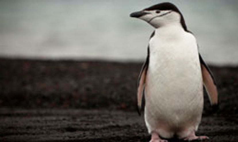 The Ultimate Antarctica Vacation Quiz
