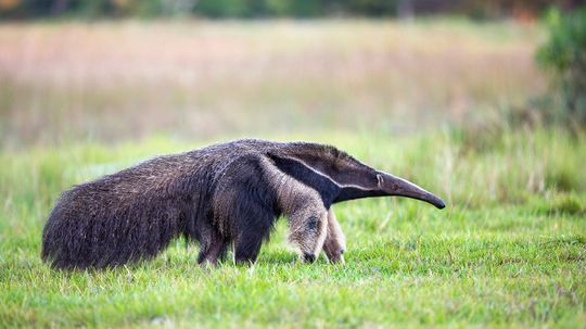 What's the difference between an anteater and an aardvark?