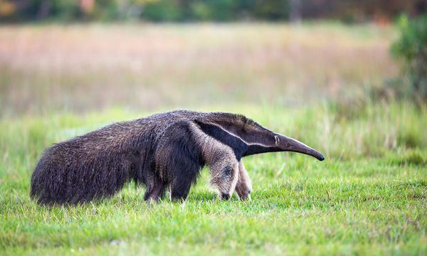 anteater vs aardvark