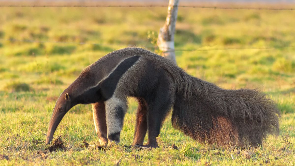 Tamandua Anteater GIF - Tamandua Anteater Not A Pet - Discover