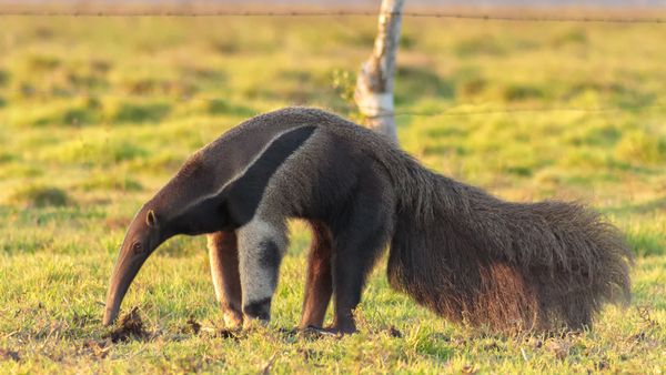 An Anteater's Tongue Can Be 2 Feet Long! Plus 7 Other Peculiar Anteater Facts