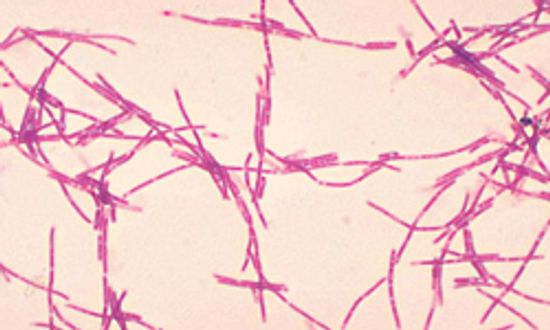 18新利最新登入炭疽是如何工作的”class=