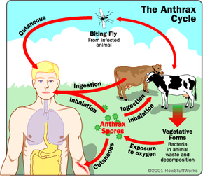 Anthrax cycle.