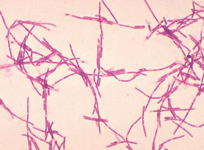 Anthrax bacteria in Gram stain
