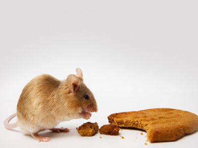 mouse with cookie