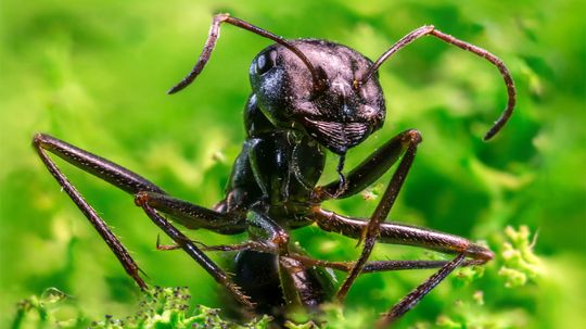 Earth's 20 Quadrillion Ants Outweigh All Wild Birds and Mammals, Combined