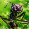 Earth's 20 Quadrillion Ants Outweigh All Wild Birds and Mammals, Combined