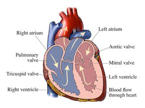 heart illustration