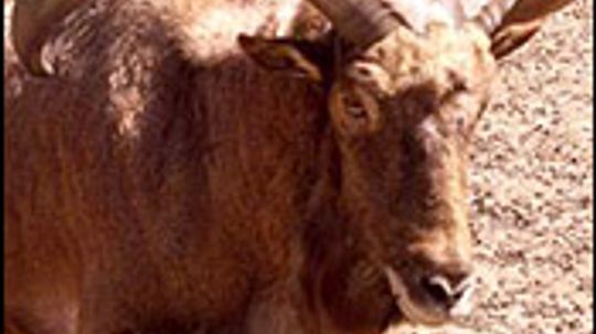 Aoudad