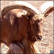 aoudad