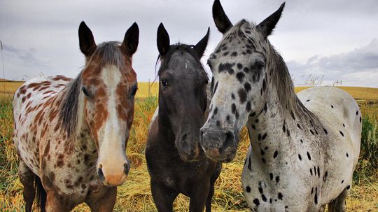 Spotted Horses Aren't All Appaloosas, and All Appaloosas Aren't Spotted