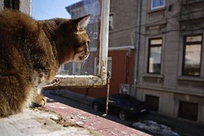 Cat in window