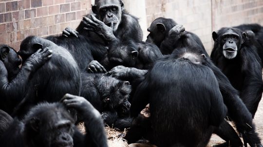 A Shrewdness of Apes? Collective Nouns Are a 500-Year-Old Language Fad