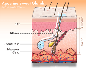 medical term for sweat glands