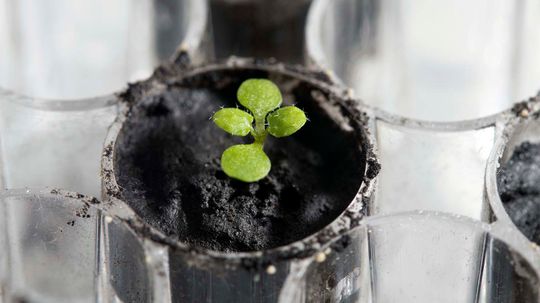 Scientists Make History by Growing Plants in Soil From Moon