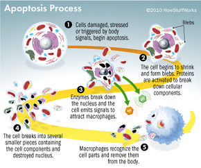 apoptosis diagram