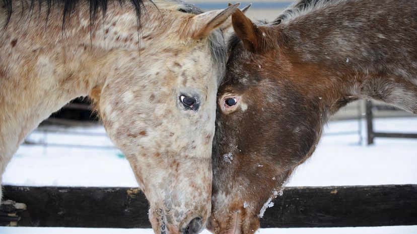 The Appaloosa, or Palouse Horse - Western Horseman