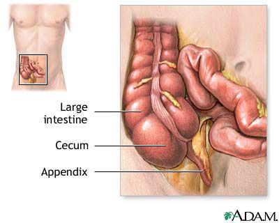 Location of the appendix.