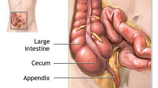 human body organs diagram appendix