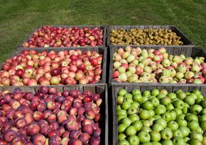 baskets of apples