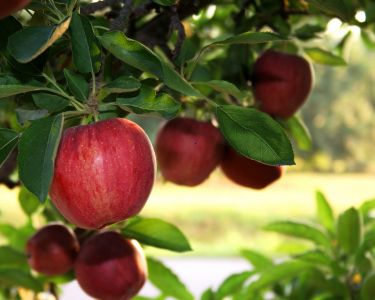 red apples growing on a tree