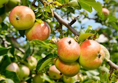 apples growing on a tree