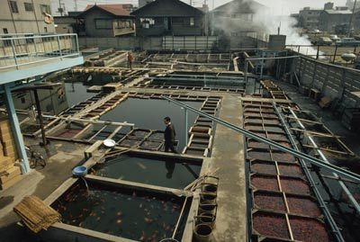 pools of goldfish