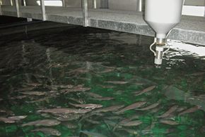 Indoor fish farms