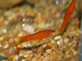 swordtail aquarium fish