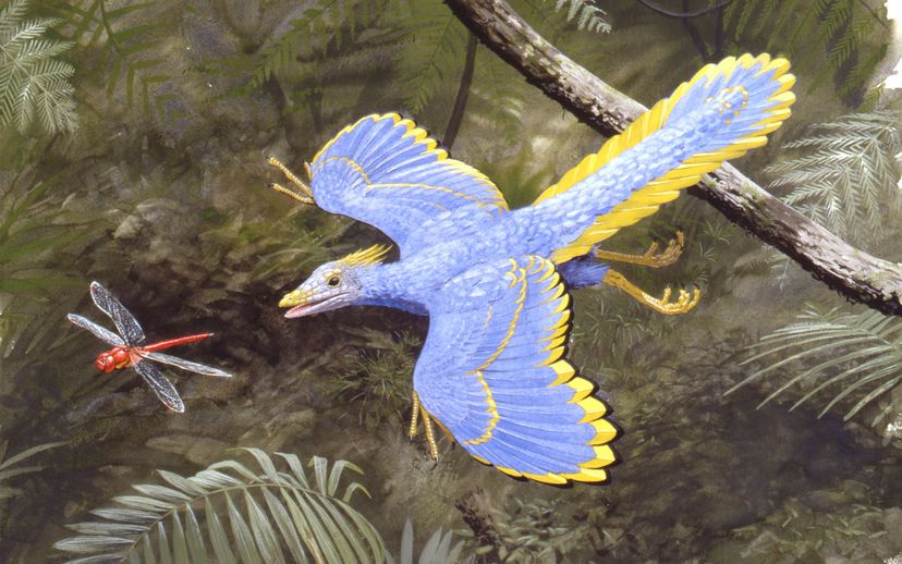 Archaeopteryx illustration