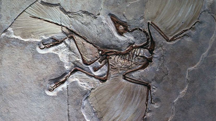 Archaeopteryx