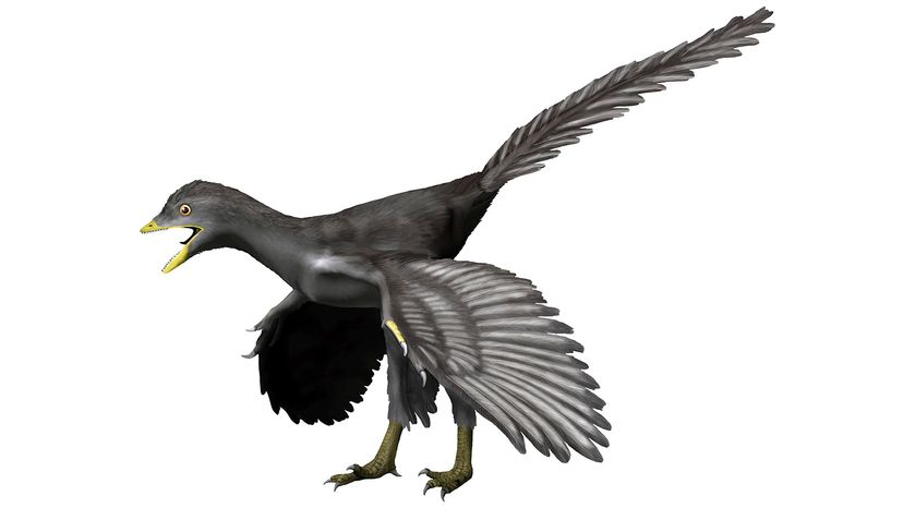 Tiny Four-Winged Dinosaur Sported Shimmery Black Feathers