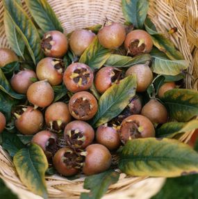 medlar fruit